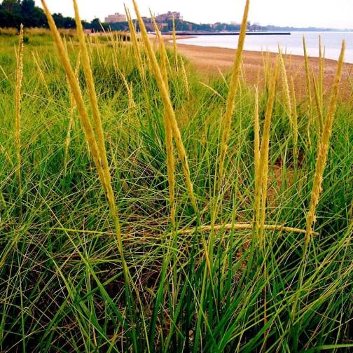 12019939_1147060705323442_5204433825387555294_n